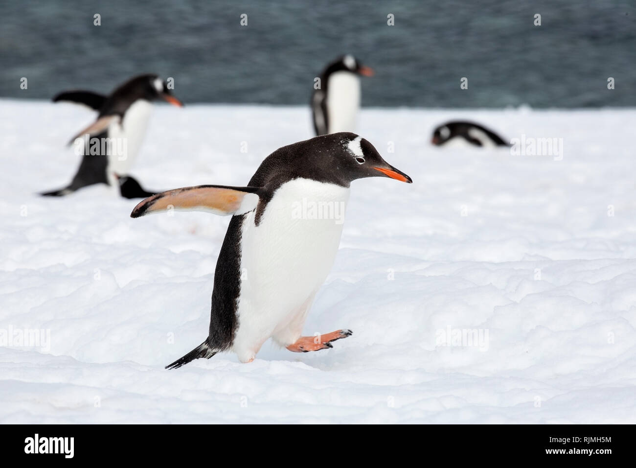gentoo penguin group of adults standing on ice and snow at breeding
