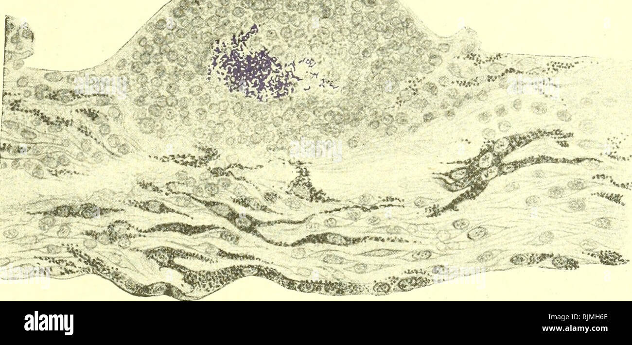 River Ecosystems: Dynamics, Management and