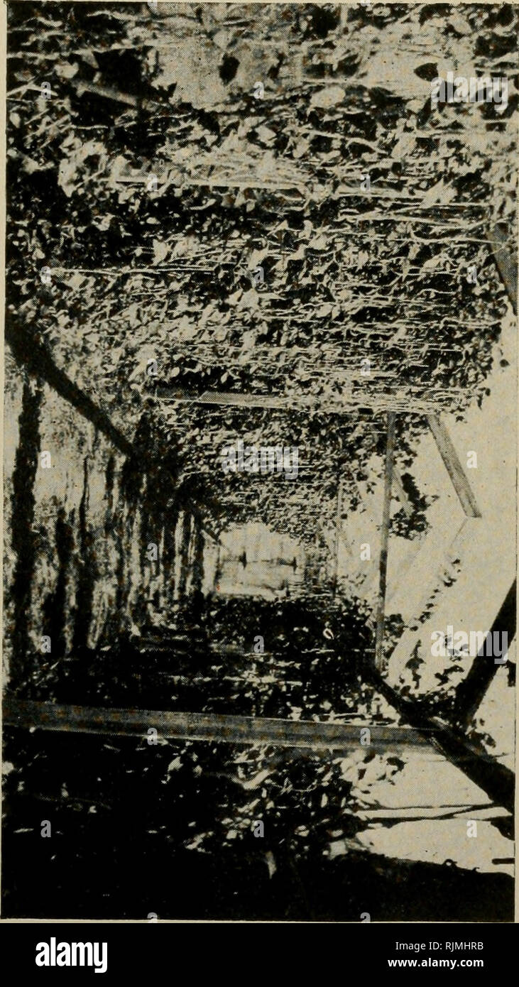 . Back yard and city lot gardening, a practical book. Vegetable gardening. [from old catalog]. ^^ a no. H^ &lt;- r to ^ ^ o S 3 5r &lt;t ^ &quot;-•% K; 3 O i-( (I rt %^ ^ &lt;i) Cfl 3 03 •o. Please note that these images are extracted from scanned page images that may have been digitally enhanced for readability - coloration and appearance of these illustrations may not perfectly resemble the original work.. Teal, William Moseley. [from old catalog]. Palacios, Tex. Stock Photo