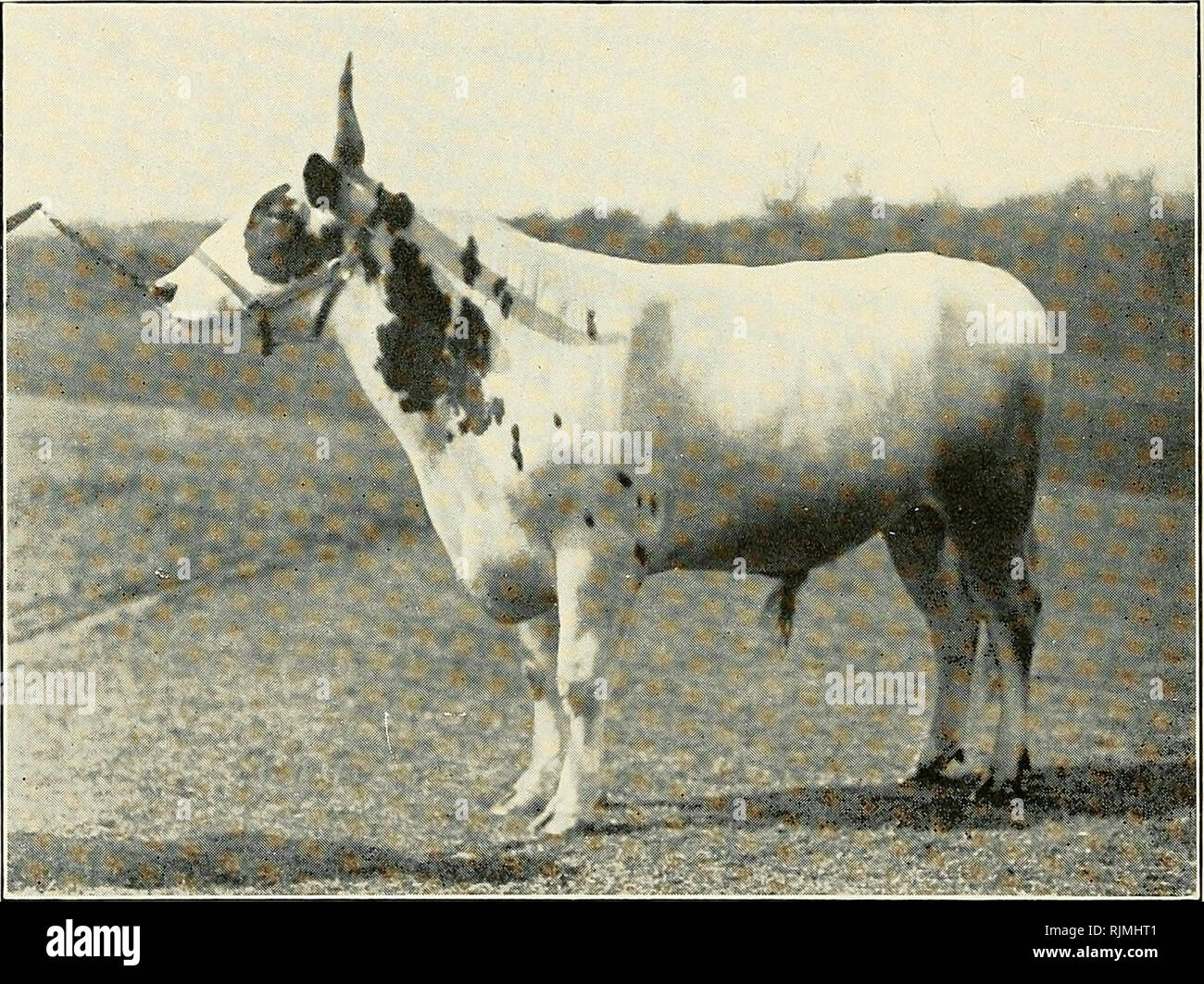 . Ayrshire year book. Ayrshire cattle. 152 FATHERLAND FARM BYFIELD, MASS. F. L. BURKE &amp; SON - - -   Proprietors Herd headed by BARGOWER GOLDEN HORN 15189 Imp. The individual excellence of this bull, backed by the breed- ing on his Sires, through Netherton King Arthur and Bargenoch Durward Lely and the Official Record of 9,206 lbs. of milk from his dam, Bargowan Black Soncie, &quot;24177,&quot; and 10,063 lbs. of milk from his paternal grand dam, Craighead Cherry Dewdrop 3d, &quot;18121,&quot; should make his get from the Fatherland importa- tion second to none, both as show cows and high p Stock Photo