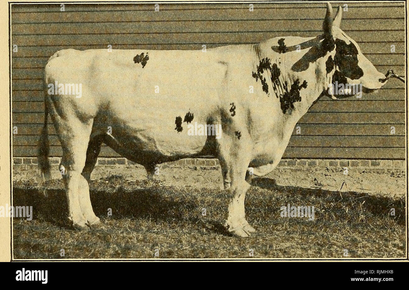 Ayrshire book. Ayrshire cattle. OHIO 135B iJttJ^ratlif AyraljtrPB i^&quot; Oldest Herd in Jlmerica. CHAMPION BULL-HOWE'S FIZZAWAY 9370, IMP. Headed by the Champion bull, Howie's Fizzaway 9370, Imp. He is ably