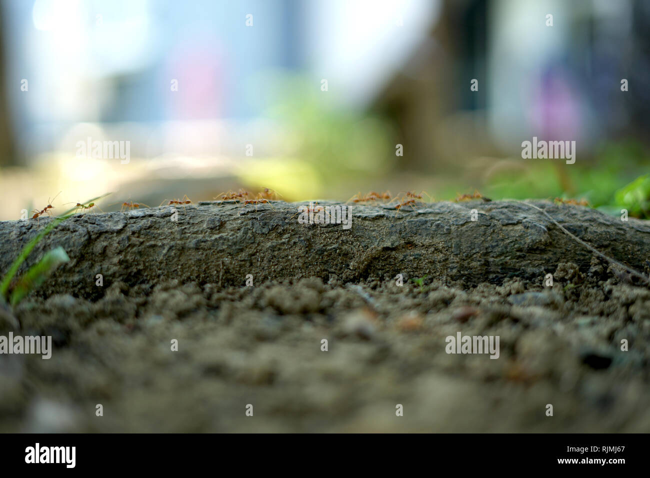 Red Forest Ants (Formica Rufa) On Tree Trunk. Stock Photo