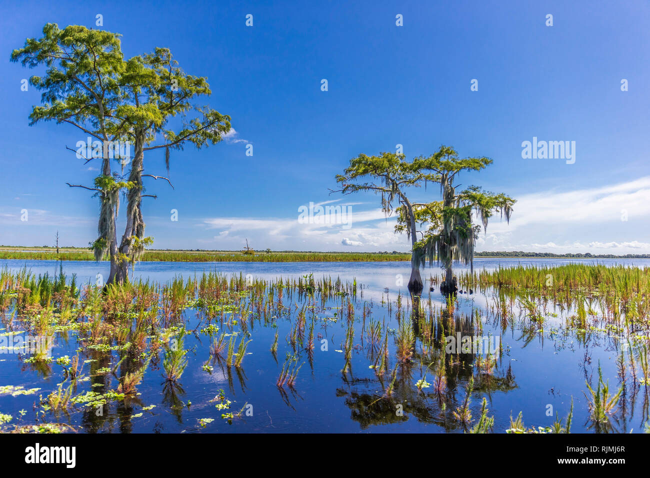 Beautiful Swamp in Florida Stock Photo
