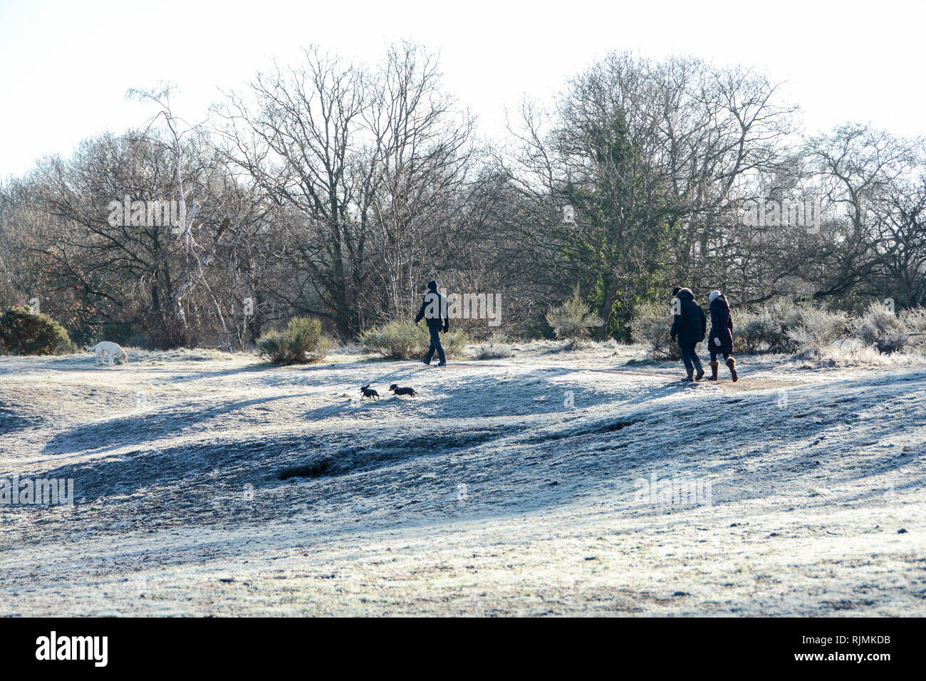 An early morning walk on a frosty Barnes Common, London, SW13, UK Stock Photo