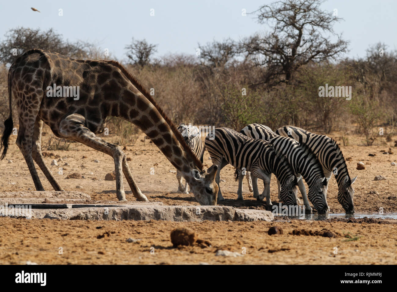 Giraffen und Zebras trinken am Wasserloch Stock Photo