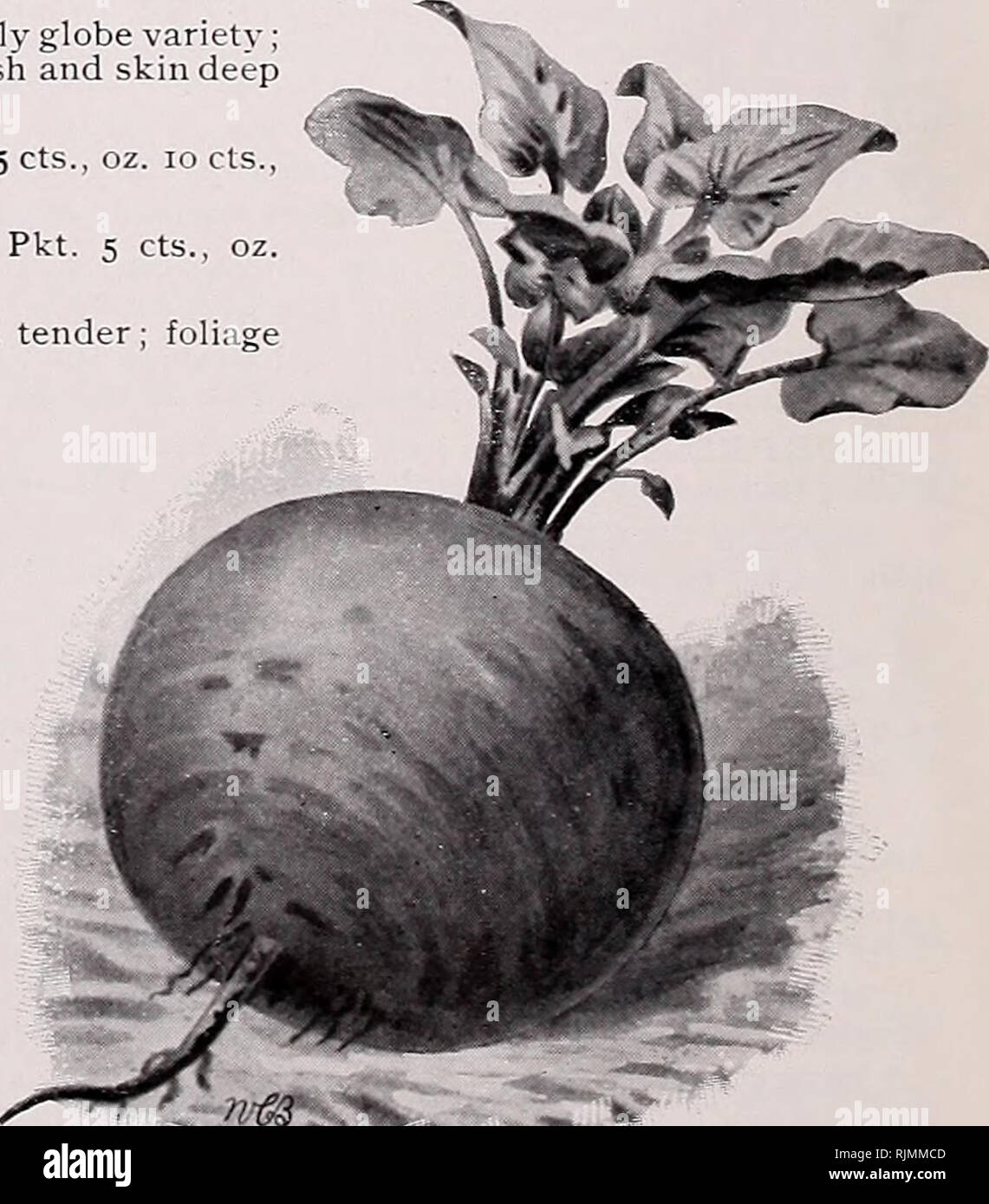 . Beckert's garden, flower &amp; lawn seeds. Commercial catalogs Seeds; Vegetables Seeds Catalogs; Bulbs (Plants) Seeds Catalogs; Fruit Seeds Catalogs; Flowers Seeds Catalogs; Garden tools Catalogs. Duke of Albany Peas Round, smooth and uniform in shape d and tender; foliage red ; of best quality. Pkt. 5 cts , oz. 10 cts ECLIPSE. Roots globe-shaped, deep red, with sweet, fine-grained flesh Klb. 20 cts., lb. 60 cts. EDMAND'S BLOOD TURNIP loots., 54lb. 20 cts , lb 60 cts. DETROIT BLOOD TURNIP. Roots globular or ovoid ; flesh dark small. Pkt. 5 cts., oz. 10 cts , &quot;ilb. 20 cts., lb. 60 cts. D Stock Photo