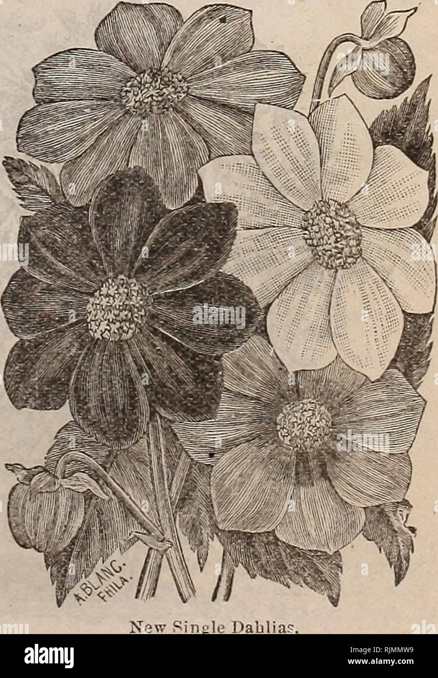 . Beckert's descriptive illustrated seed catalogue : vegetable, flower and field seeds. Commercial catalogs Seeds; Vegetables Seeds Catalogs; Fruit Seeds Catalogs; Flowers Seeds Catalogs; Garden tools Catalogs. ESCHSCHOLTZIA. (California Poppy.) Plants well adapted for masses or edging; a profuse and free bloomer, rant lany colors. Carminea Grandiflora. A beautiful new variety, producing in profusion beau- tiful large flowers ot intense carmine. 6. Mandarian. Large flowers of a bright scarlet; inner side of petals rich orange. Choice mixed. 5.. Please note that these images are extracted from  Stock Photo