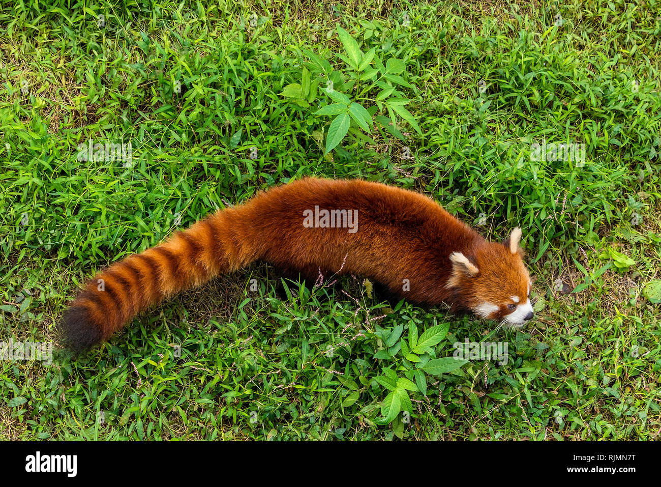 Red Panda Stock Photo