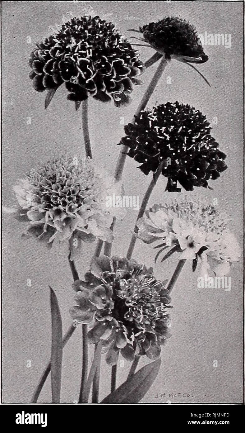 . Beckert's bulbs and seeds. Commercial catalogs Seeds; Bulbs (Plants) Seeds Catalogs; Flowers Seeds Catalogs; Garden tools Catalogs. 25 Mignonette Abutilon hybridum maximum. These flower any time of the Pkt year under glass; very showy So 2; Acacias. Several handsome varieties; fine foliage and sweet- scented ic Alonsoa albiflora. White; useful for pot culture during autumn and winter O; Aloysia. Lemon Verbena ic Angelonia grandiflora alba. Aromatic; good winter bloomer and fine pot-plant Asparagus plumosus nanus. Greenhouse-grown 100 seeds, 90c.. Sprengeri 100 seeds, 50c.. Begonia Erfordia.  Stock Photo