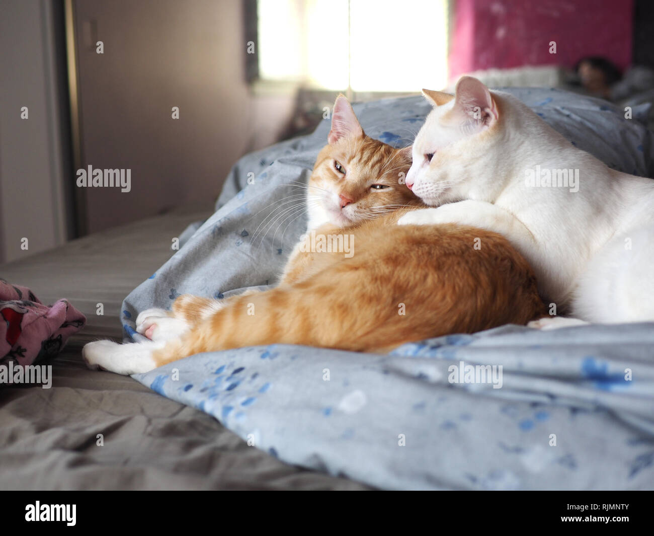 Mika the orange tabby and Mitzie the flame point Siamese snuggling on the bed Stock Photo