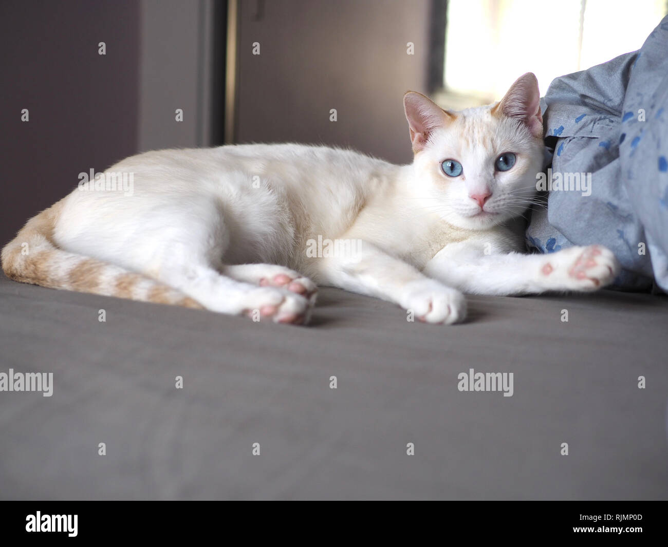 Mitzie the flame point Siamese on the bed Stock Photo