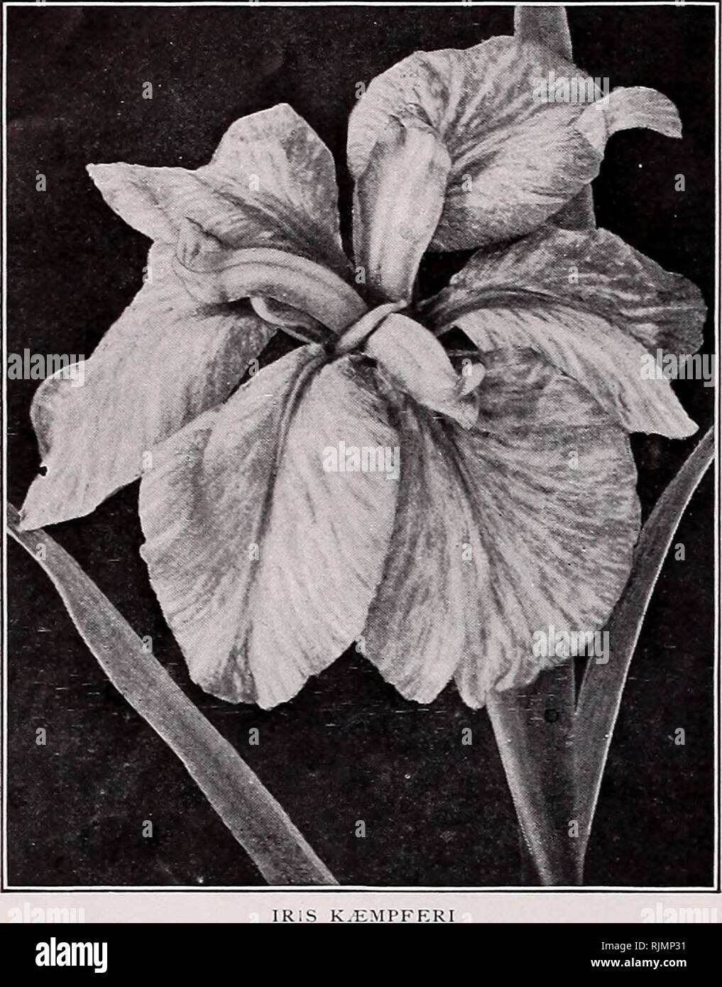 . Beckert's bulbs and seeds for fall planting. Commercial catalogs Seeds; Bulbs (Plants) Seeds Catalogs; Flowers Seeds Catalogs; Garden tools Catalogs. 16 W. C. Beckert's Autumn Catalogue of Bulbs and Seeds, N. S., Pittsburg, Pa.. Various Bulbous Iris, continued Each Doz. Histrioides. Something like the preceding in color, with addition of white spots on the falls of flowers; color varies somewhat. Early blooming $o lo $i oo Sindjarensis. Beautiful pale blue, vanilla-scented flowers. Is quite hard}', but protection should be given. A nice variety for pots 15 i 50 Bearded Iris, with Rhizomatous Stock Photo