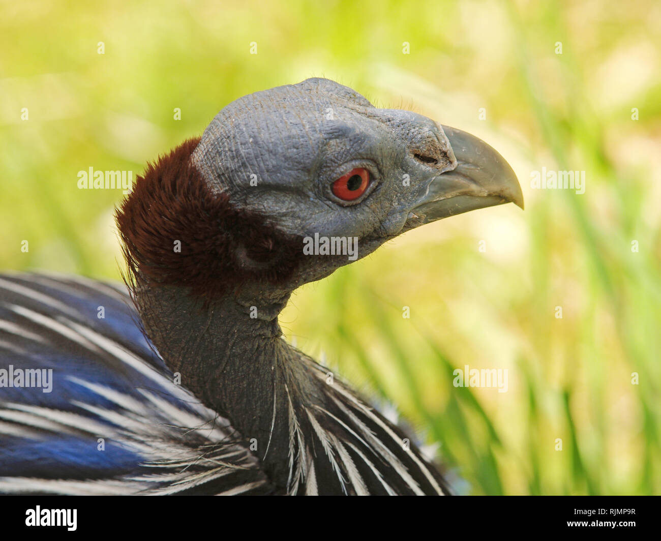 Portrait of vulturine gineafowl classified as least concern on IUCN RED LIST Stock Photo