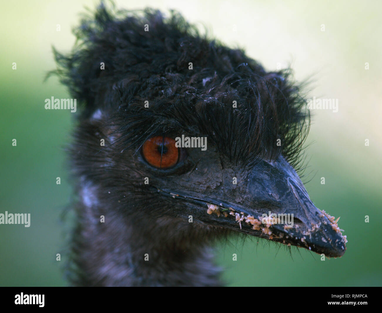 Detail of head of australian emu ostrich Stock Photo - Alamy