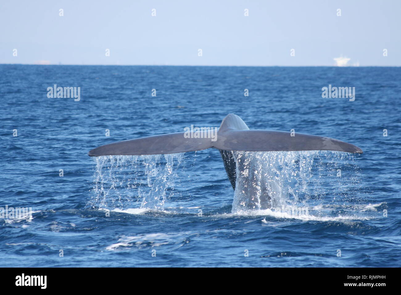 Blue whale dives off Long Beach, CA, showing his wide flukes and a waterfall drivin be his muscular tail Stock Photo