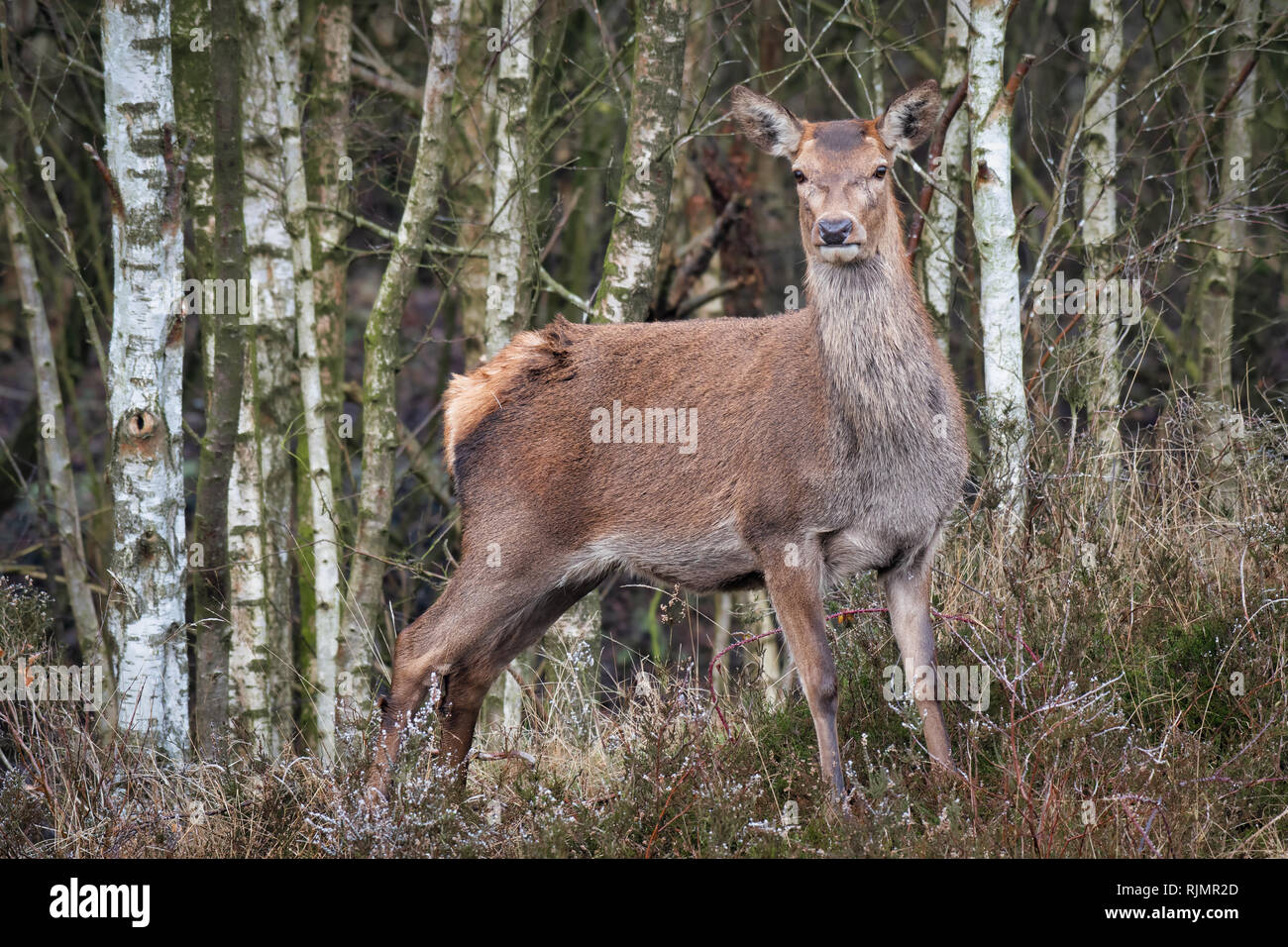 A full length portrait od a red deer standing with a wood or forest as a background.Standing in the heather it is looking forward Stock Photo