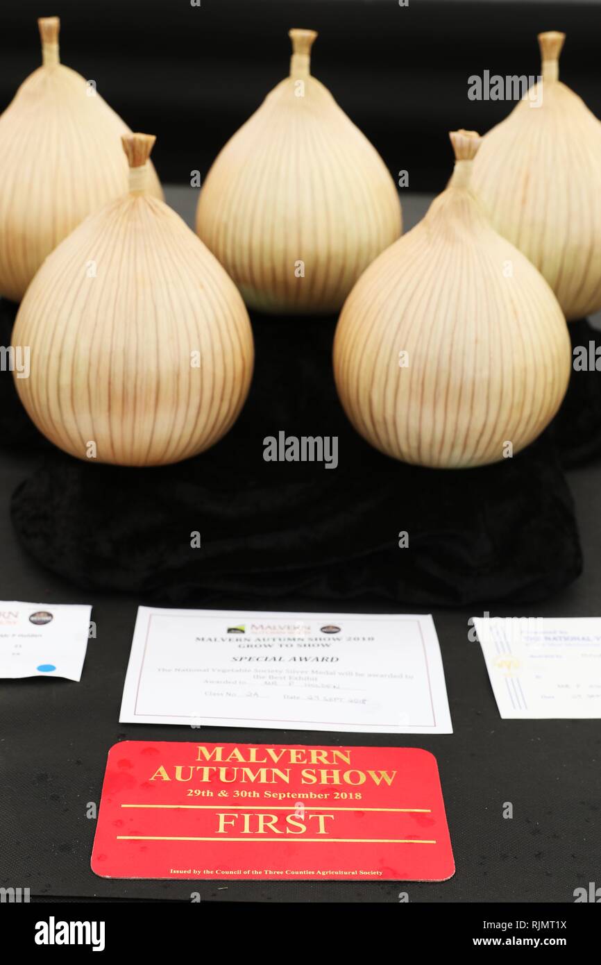 Onions on show in the produce tent at the Malvern Autumn Show, on the