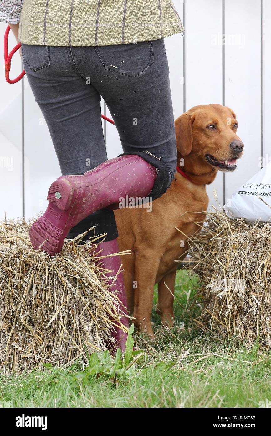 A dog patiently sits with its owner Stock Photo - Alamy