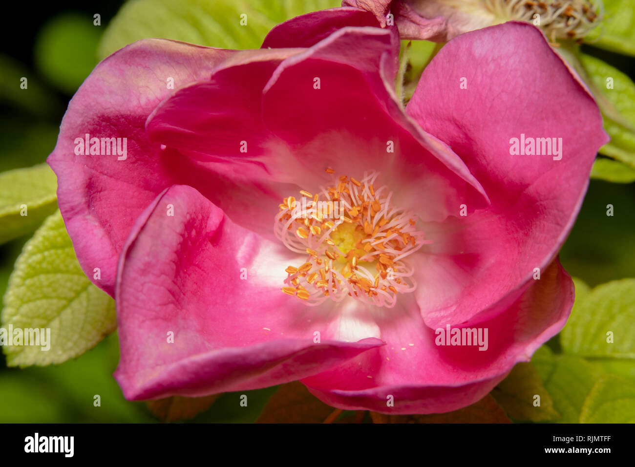 Pink marin rose with its eye in focus. Five Petals pink rose . Stamen of a pink rose is bright and in focus Stock Photo