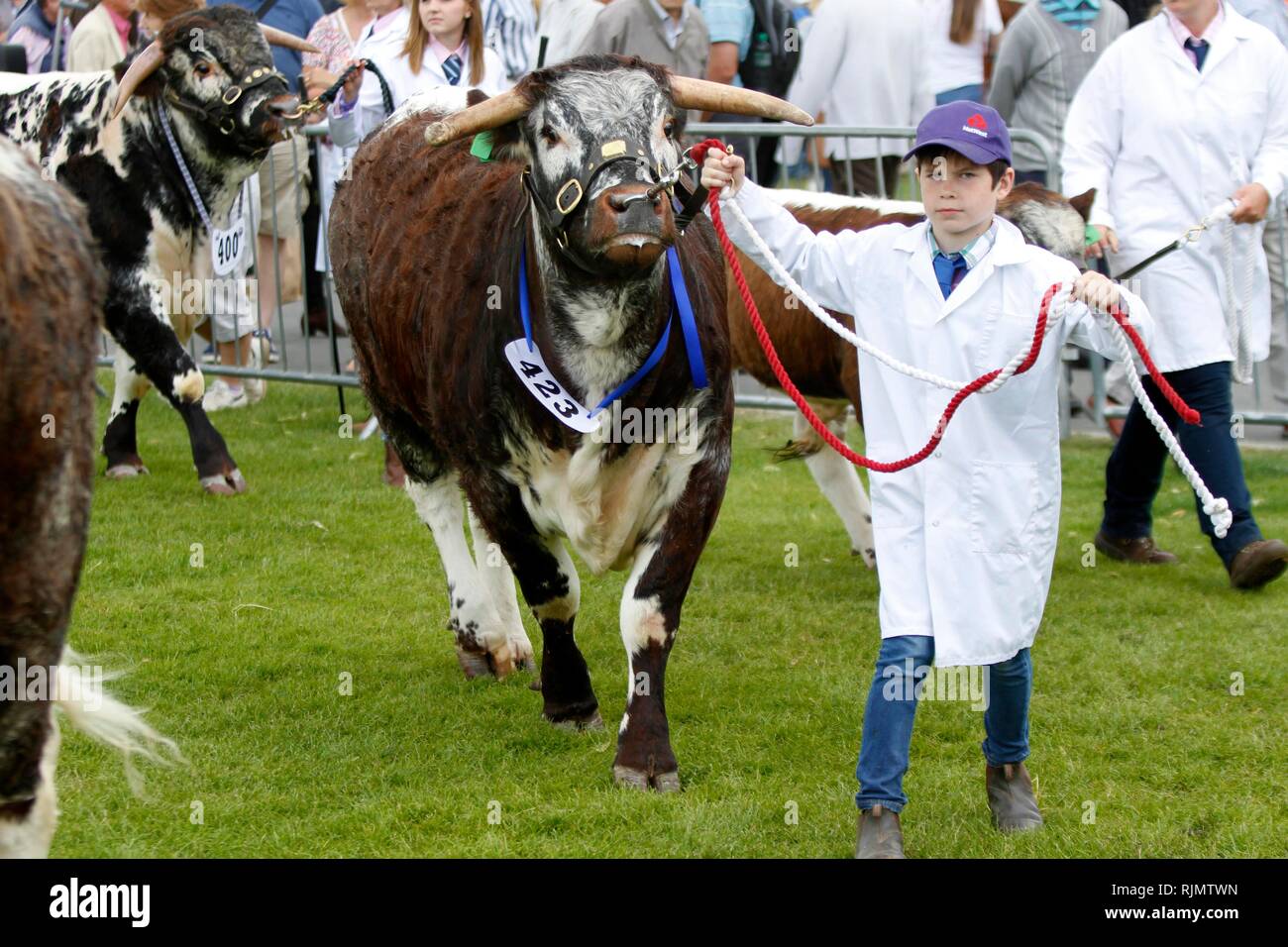 Longhorn cattle, an increasingly popular breed, being shown and judged ...