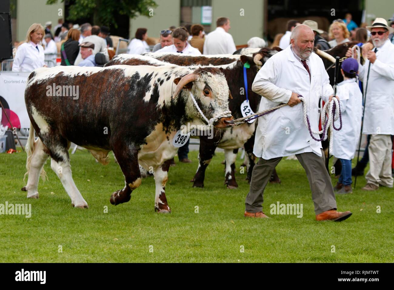 Longhorn cattle, an increasingly popular breed, being shown and judged ...