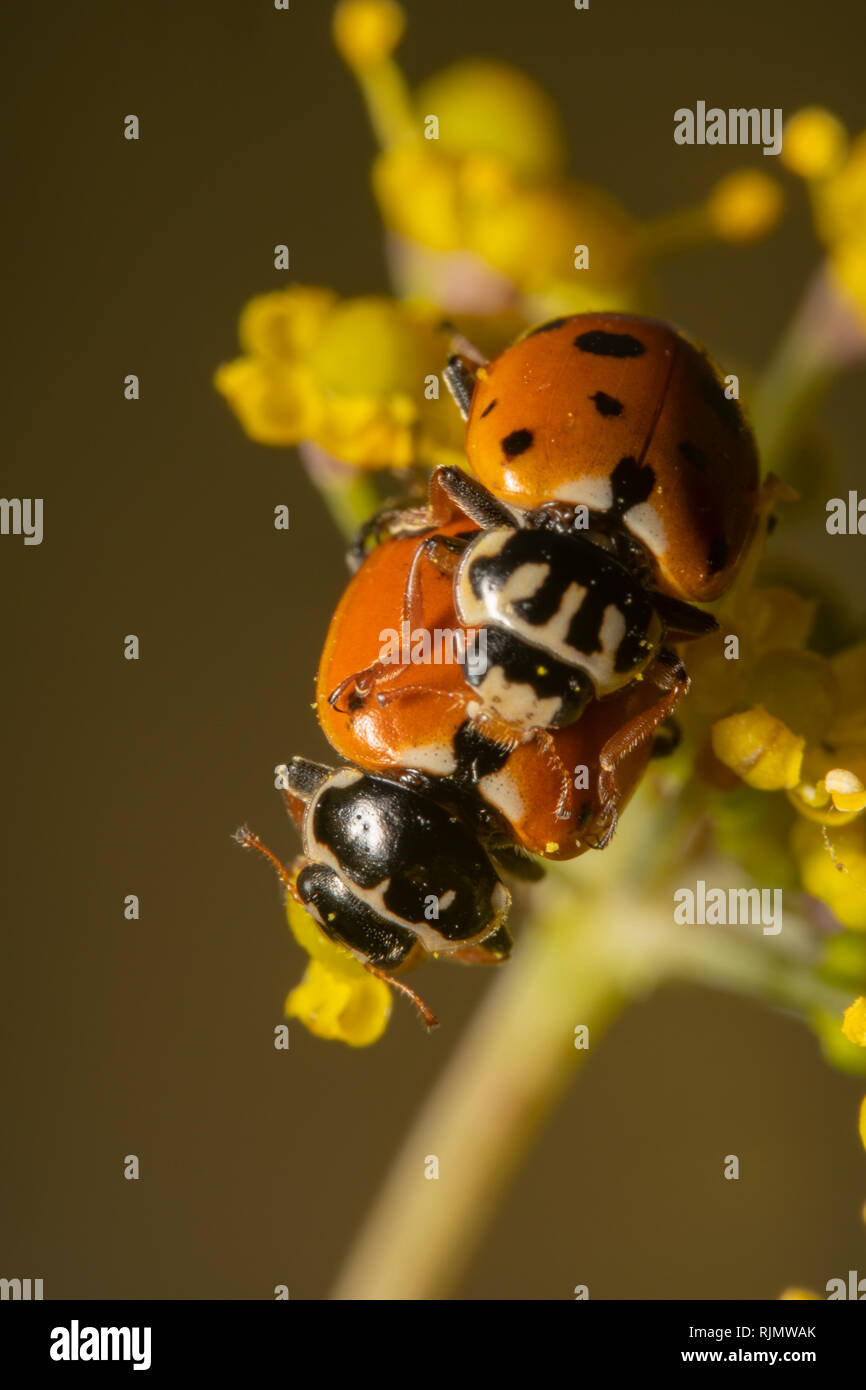 Portrait shot of Orange ladybugs mating on yellow flower. Ladybug