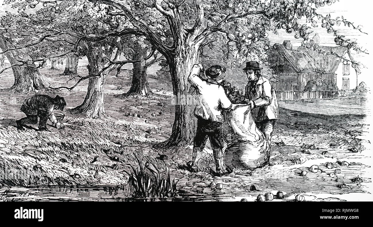 An engraving depicting Devonshire cider: Collecting fallen apples (grass fruit) for eider making . 1850 Stock Photo