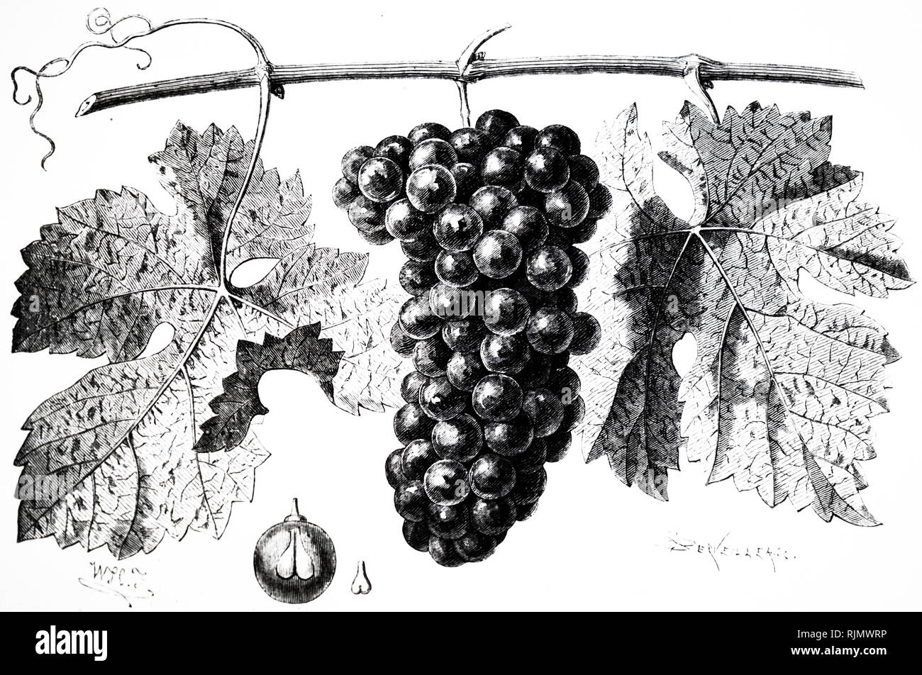 An engraving depicting Cabernet Sauvignon, grapes. 1870 Stock Photo