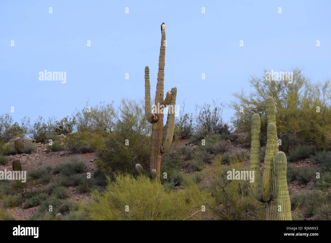 saguaro-cactus-near-phoenix-high-resolution-stock-photography-and