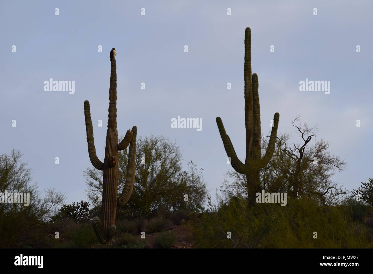 Saguaro cactus near phoenix hires stock photography and images Alamy
