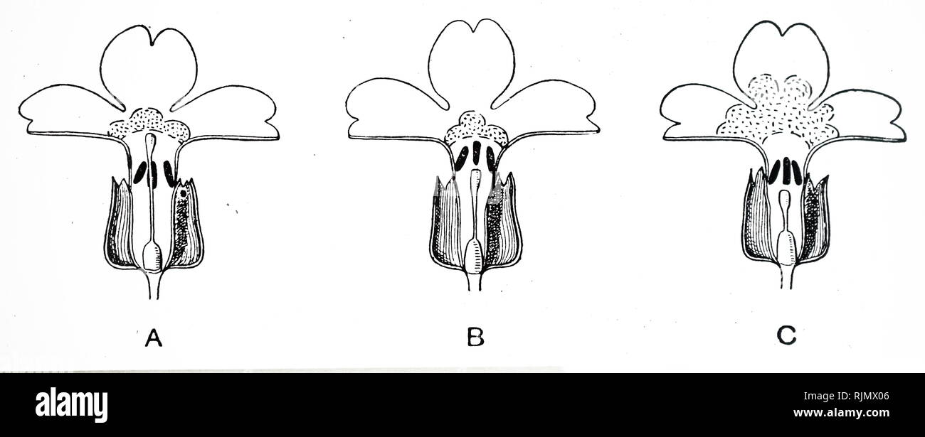 An engraving depicting Three types of prímula.             A, pin eyed, B thrum eyed, and C, homostye. When Bateson and Gregor investigated these, they found that long styled plants ,with large eye were alvays homostye. 1912 Stock Photo