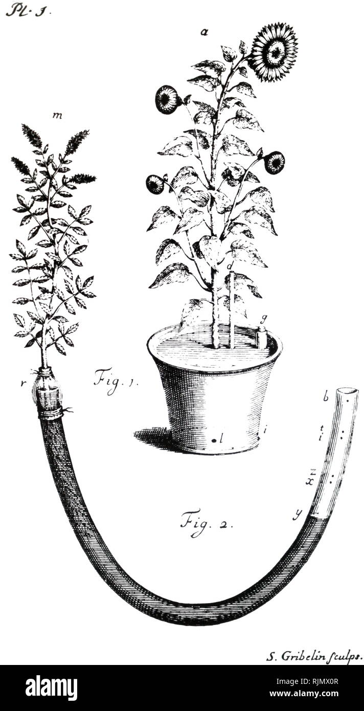 Transpiration, experiments, showing the quantities imbibed and perspired by Plants and Trees. Fig. 1: Sunflower in garden pot covered with lead píate with glass tube, d, for 'vapour' to escape. Fig. 2: Measuring transpiration of spearmint plant by sealing in end of water-filled tube. From Stephen Hales Vegetable Staticks, London, 1727 Stock Photo