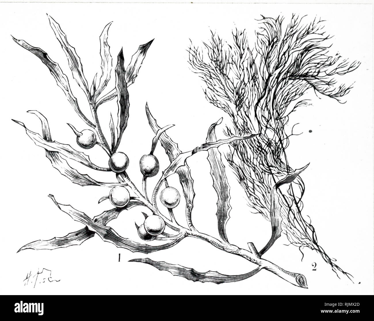 An engraving depicting Seaweed: 1: Sargassum vulgare, the common seaweed of the Sargasso Sea. 2: A species of Polysiphonia. From La Nature, Paris, 1899 Stock Photo