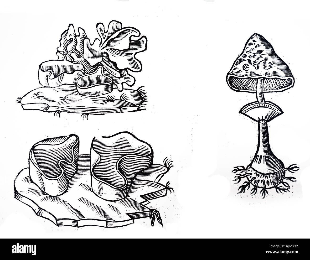 An engraving depicting a selection of Peziza; a large genus of saprophytic cup fungi that grow on the ground, rotting wood, or dung. From: John Parkinson 'Theatrum Botanicum: The Theater of Planta', London 1640 Stock Photo