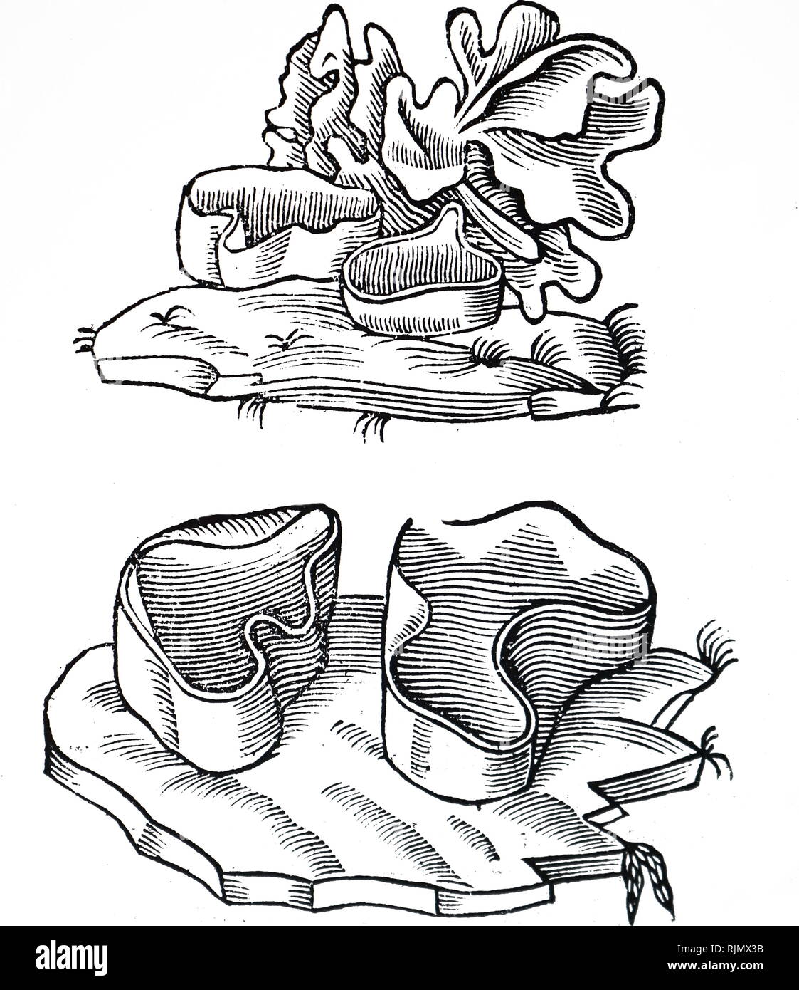 An engraving depicting Various forms of Peziza or Cup fungus. From John Parkinson Theatrum Botanicums or The Theater of Plantes, London, 1640 Stock Photo