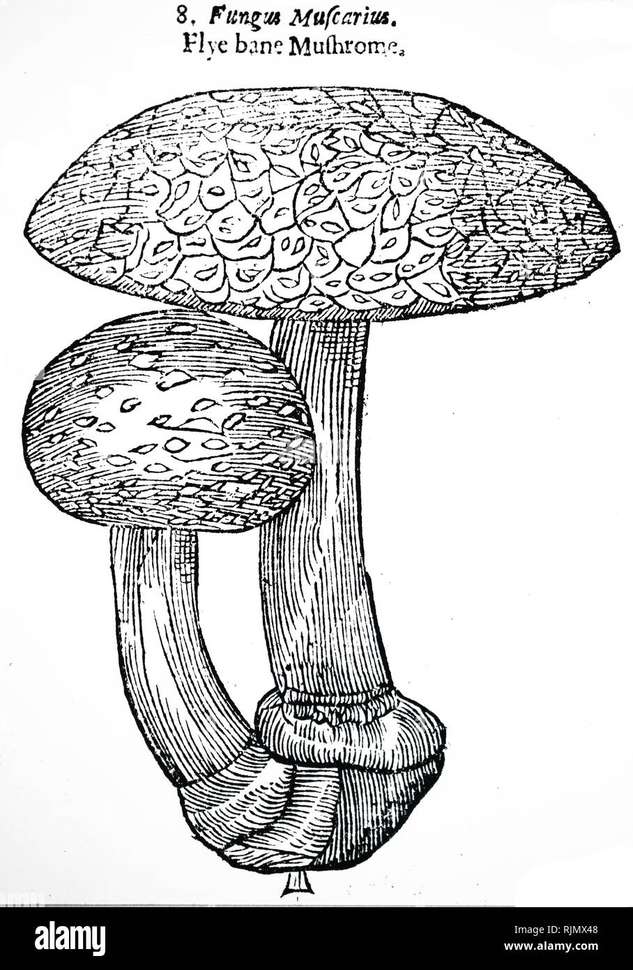 An engraving depicting the Fly Agaric, Amanita Muscaria, From John Parkinson 'Theatrum Botanicum: or The Theater of Plantes', London, 1640 Stock Photo