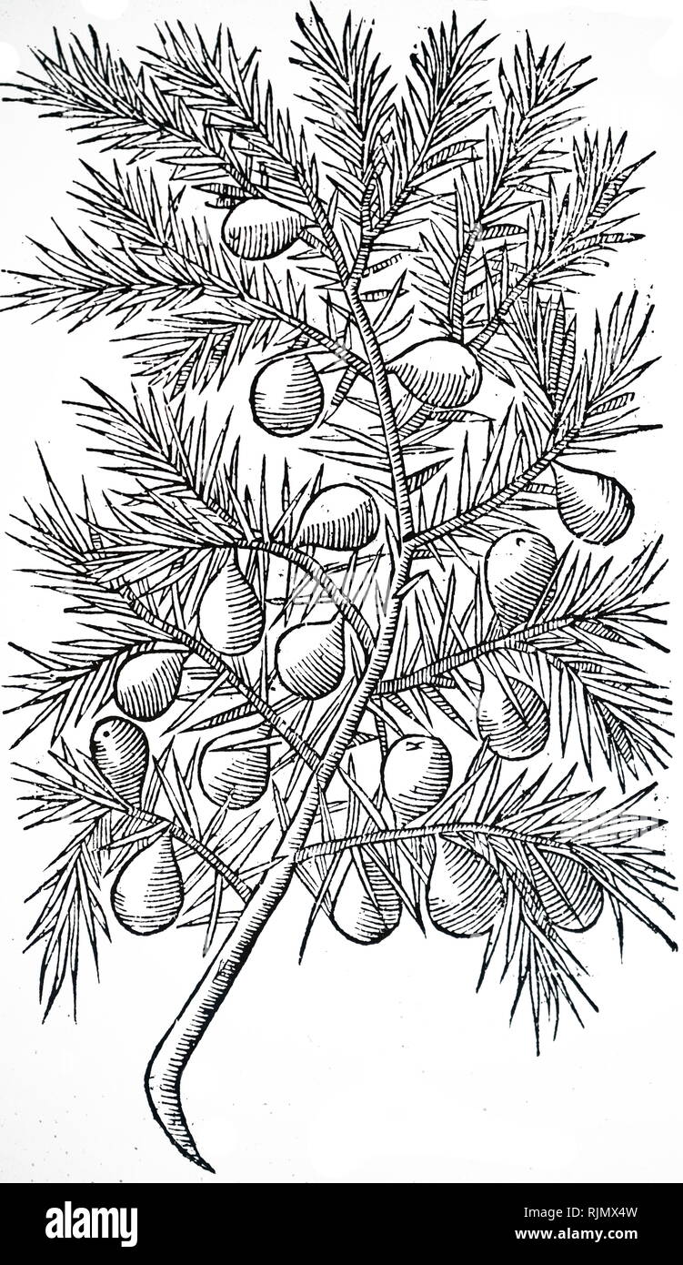 An engraving depicting Juniper: The juice of young leaves and berries, taken in vine was recommended against snake bite and the Plague. Juniper oil was prescribed for toothache and gout. The dried powdered resin was used to treat worms in children, and! piles. The berries were used in the production of gin, and the resin mixed wii with linseed oil provided a varnish. From John Parkinson 'Theatrum Botanicum: or The Theater of Plantes', London, 1640 Stock Photo