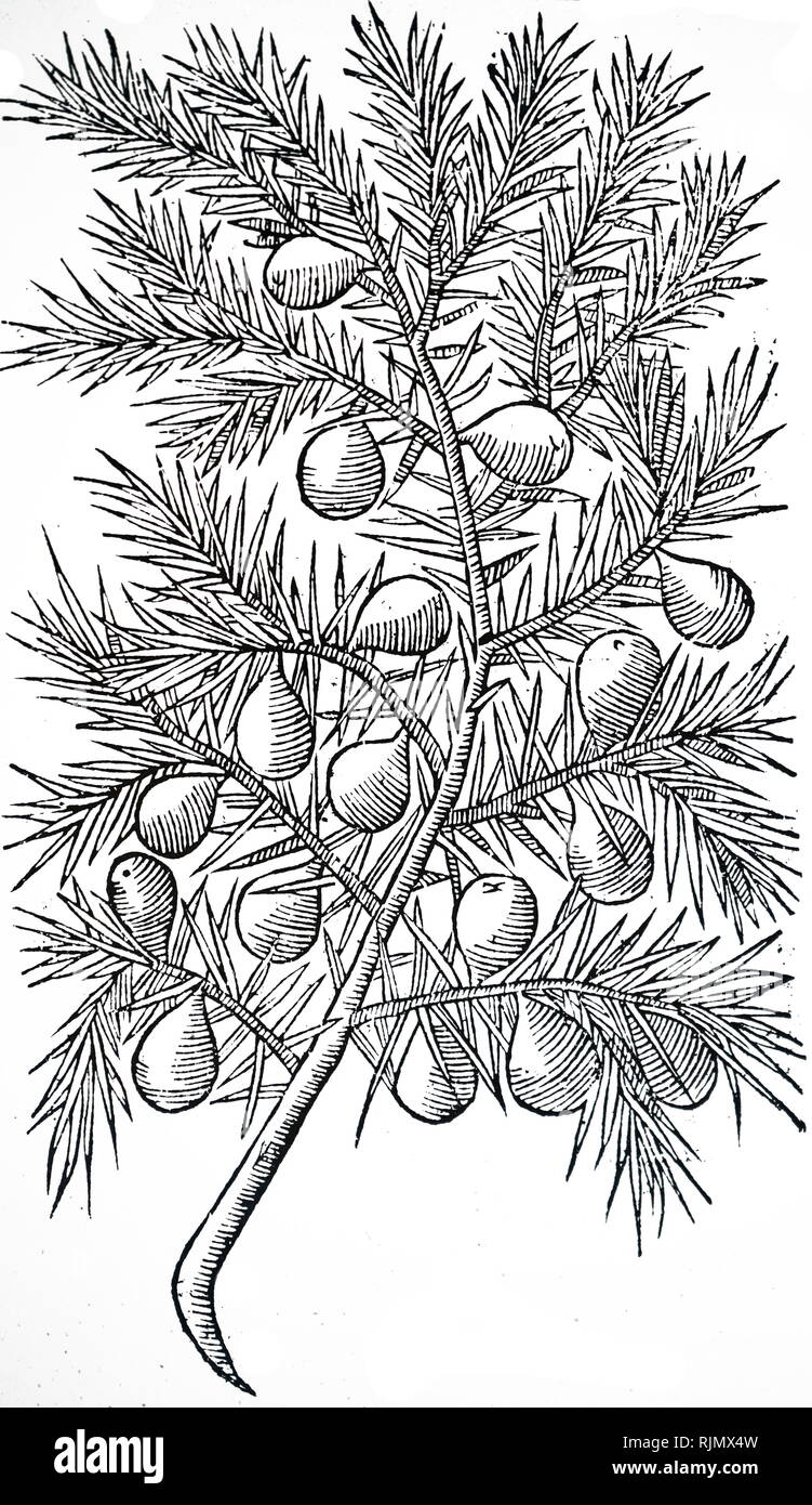 Juniper berries history hires stock photography and images Alamy