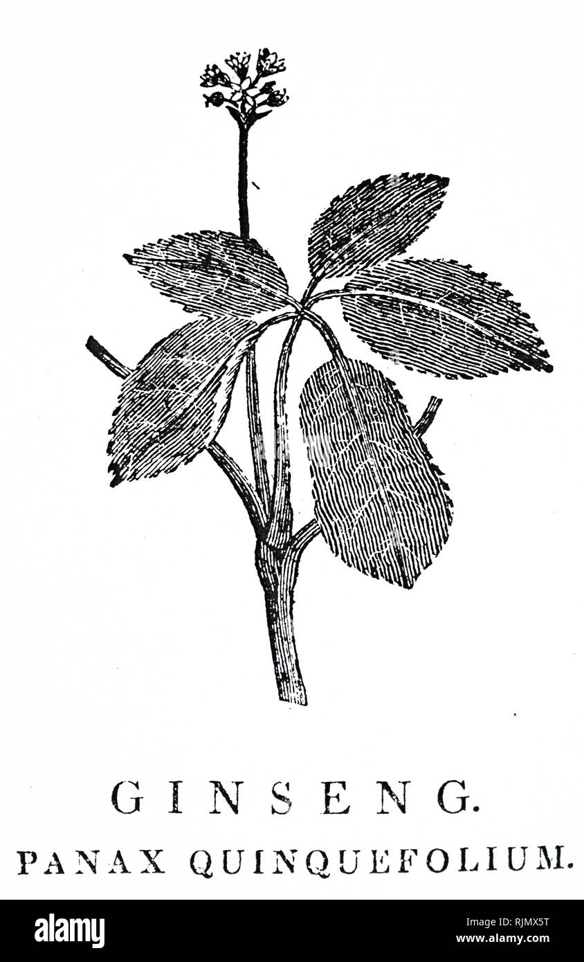 An engraving depicting Ginseng. From Robert John Thornton A New Family Herbal. London, 1810. Illustration by Thomas Bewick Stock Photo