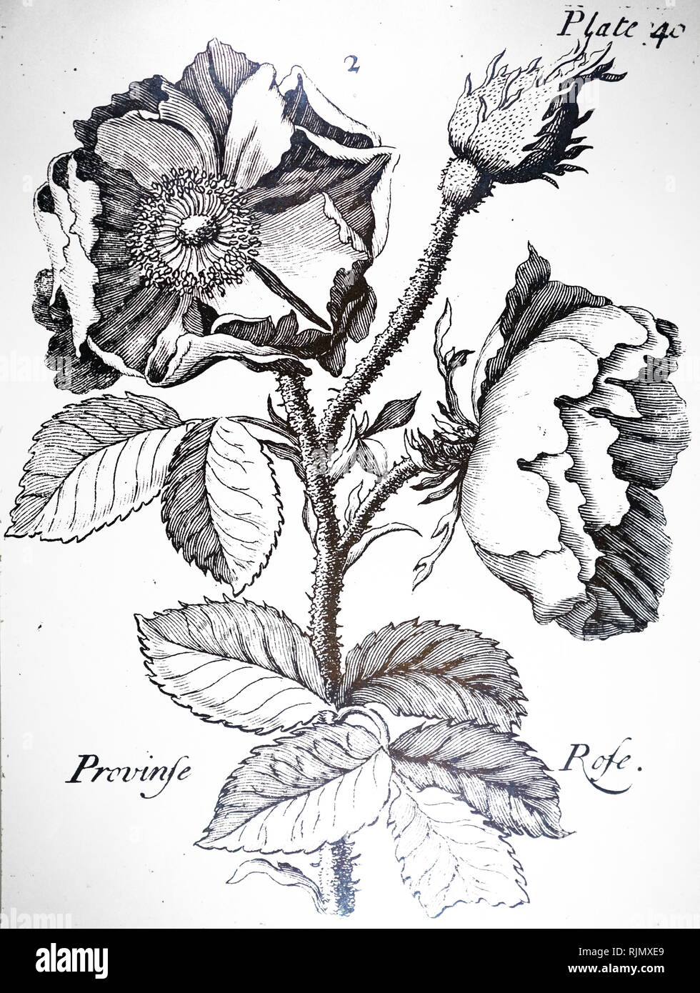 A woodcut engraving depicting a  Rosa centifolia: Cabbage Rose or Provence Rose. Dated 18th century Stock Photo