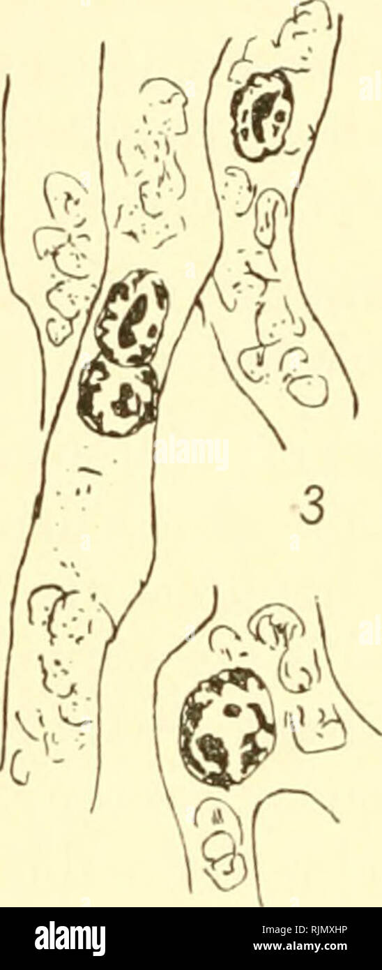 . Bastardierung als Ursache der Apogamie im Pflanzenreich. Eine Hypothese zur experimentellen Vererbungs- und Abstammungslehre. Apogamy; Hybridization. Fig 153. Parthenogamie und Pseudo- gamie bei Asconiycetes. 1 und 2 Partheno- gamie bei Ascophanus carneus, paarweise Ver- einigung von Kernen in Oogonien (nach Cutting); 3 Pseudogamie bei Humaria rutilans, Kernverschmelzungen in vegetativen, zur Peritheciumbildung übergehenden Hyphen Autobasidiomyceten (nach Fräser); aus Guiliiermond (1913, Fig. 59 und 60, S. 498). über die Ursache und den allmählichen Verlauf der Reduktion der Sexualität in de Stock Photo