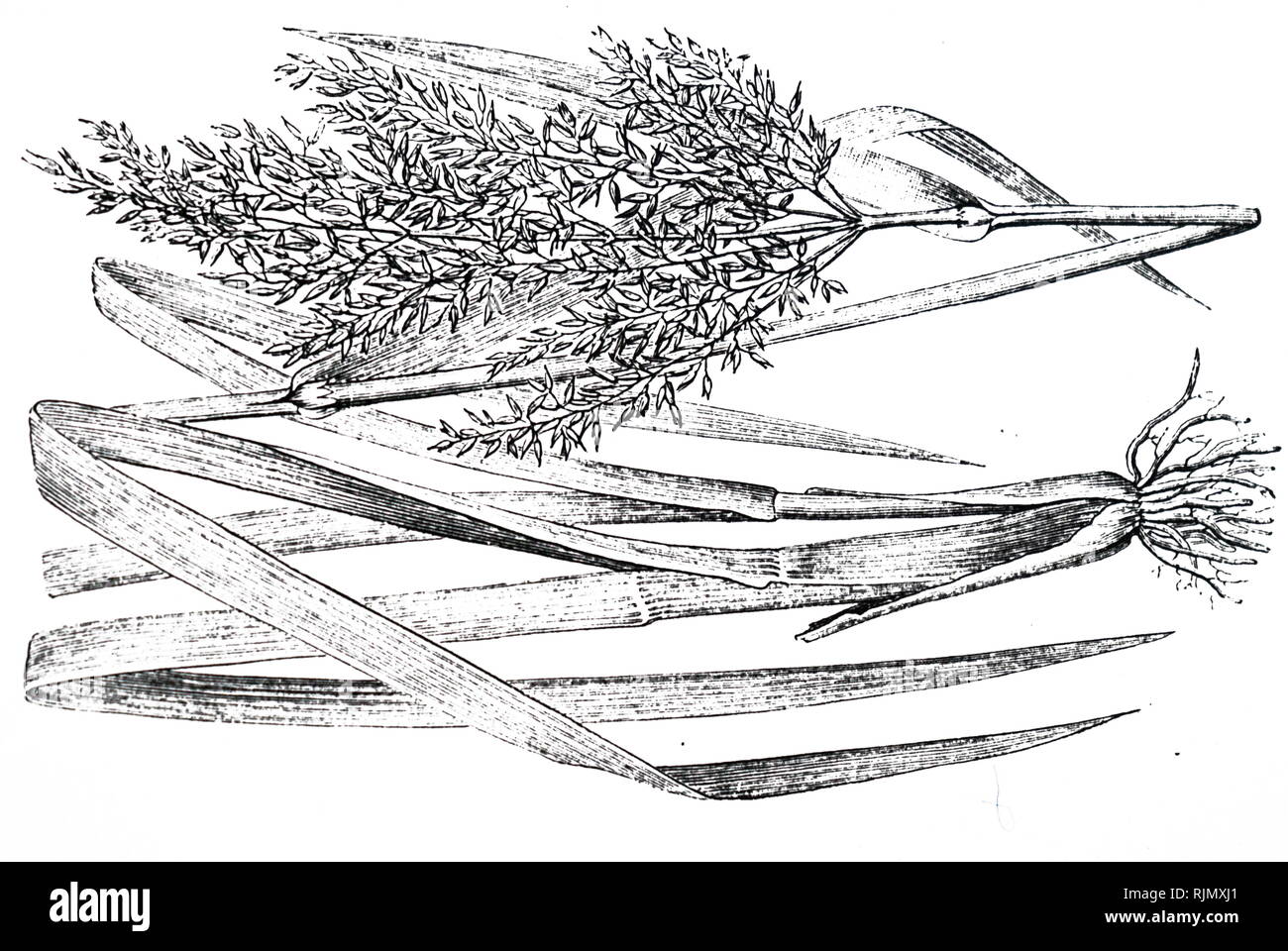 An engraving depicting WILD or WATER RICE (Zizania Aquatica) an important food of North American Indians. 1890 Stock Photo