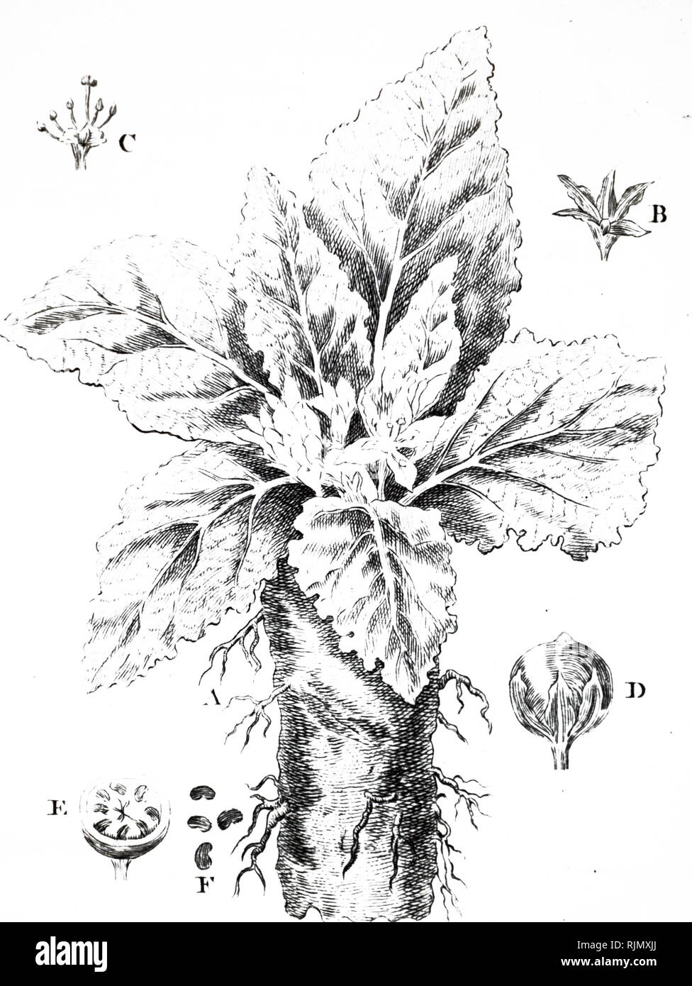 An engraving depicting MANDRAKE. From Francois Rozier Course Complete d'Agriculture, Paris, 1793. A mandrake is the root of a plant, historically derived either from plants of the genus Mandragora found in the Mediterranean region, or from other species, such as Byronia alba, the English mandrake, which have similar properties. Because mandrakes contain deliriant hallucinogenic tropane alkaloids and the shape of their roots often resembles human figures, they have been associated with a variety of superstitious practices throughout history. Stock Photo