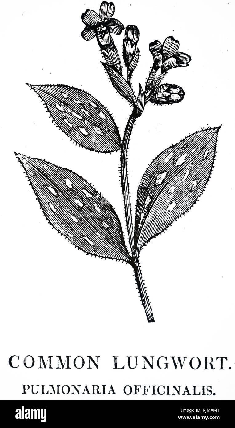 An engraving depicting PEPPERMINT (Mentha piperata). Culinary flavouring and a medicinal Carminative and anti-spasmodic. From Robert John Thornton's 'A New Family Herbal', London, 1810. Woodcut by Thomas Bewick Stock Photo