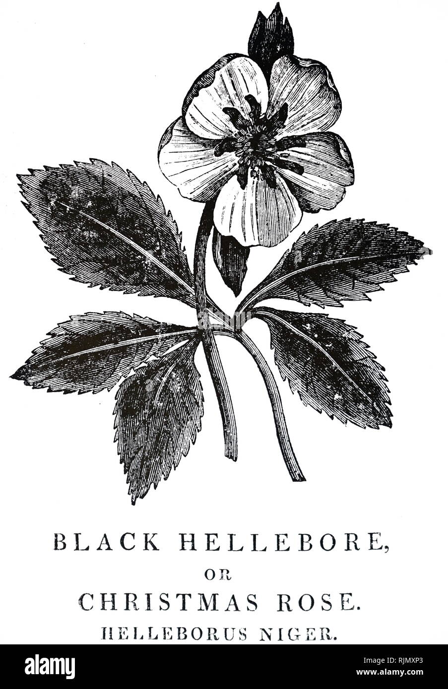 An engraving depicting HELLEBORUS NIGER - The Christmas Rose. The black roots of the plant were used to treat melancholy (attributed to black bile). In large doses a drastic purgative: in small doses, a useful diuretic. From Robert John Thornton's 'A New Family Herbal', London, 1810. Woodcut by Thomas Bewick Stock Photo