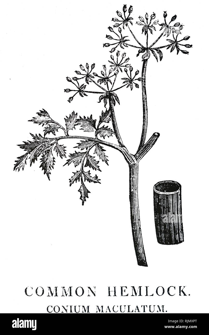 An engraving depicting CONIUM MACULATUM: Hemlock. From Robert John Thornton's 'A New Family Herbal', London, 1810. Woodcut by Thomas Bewick Stock Photo