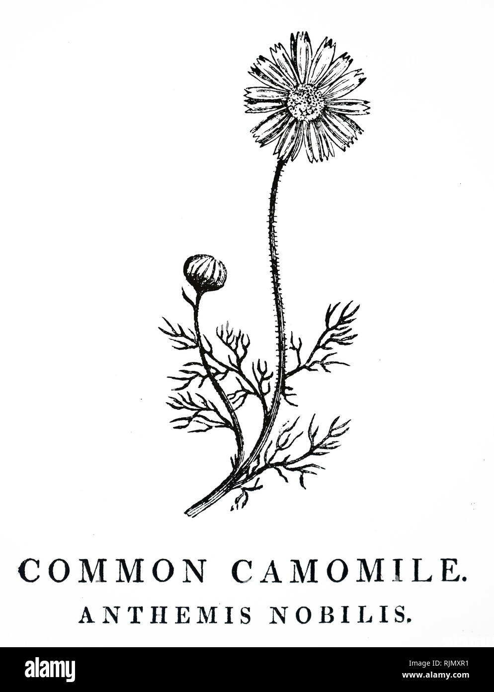 An engraving depicting Common Camomile. From Robert John Thornton, A New Family Herbai, London, 1810, with An engravings by Thomas Bewick Stock Photo