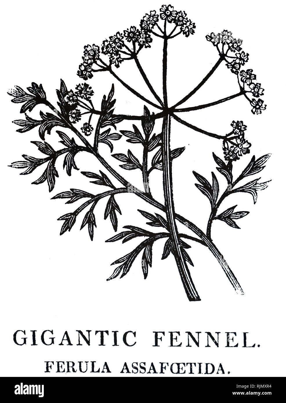 An engraving depicting Giant Fennel plant. From Robert John Thornton's 'A New Family Herbal', London, 1810. Woodcut by Thomas Bewick Stock Photo