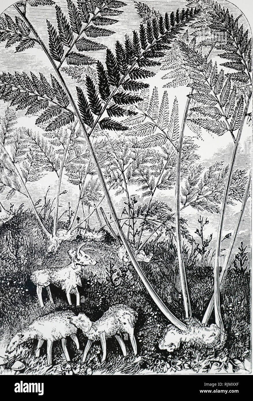 An engraving depicting Barometz or Vegetable lamb of Tartary. 1896. Tartary was a name used from the Middle Ages until the twentieth century to designate the great tract of northern and central Asia stretching from the Caspian Sea and the Ural Mountains to the Pacific Ocean.  Vegetable Lamb of Tartary (Planta Tartarica Barometz) was a legendary zoophyte of Central Asia, once believed to grow sheep as its fruit. Stock Photo