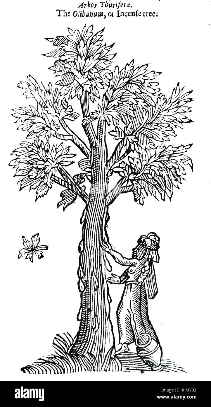 An engraving depicting Collection of resin from a FRANKINCENSE tree